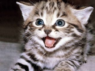 Cutest kitten pic 02