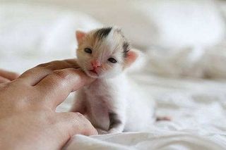 Cutest kitten pic 01