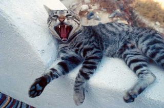 Cutest kitten pic 02