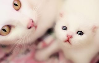 Cutest kitten pic 02