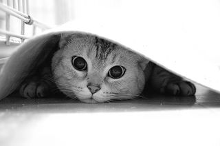 Cutest kitten pic 02