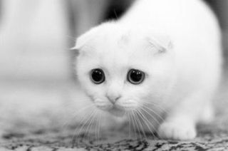 Cutest kitten pic 01