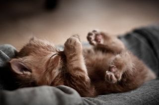Cutest kitten pic 01