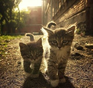 Cutest kitten pic 02