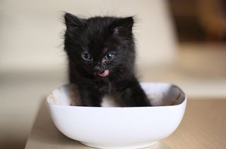 Cutest kitten pic 01