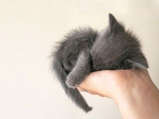 Cutest kitten pic 01