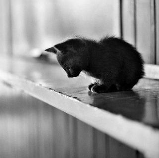 Cutest kitten pic 01