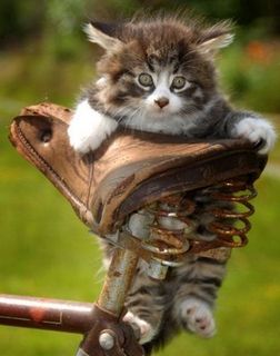 Cutest kitten pic 02