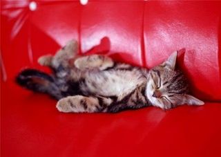 Cutest kitten pic 02