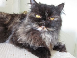 Cutest kitten pic 01