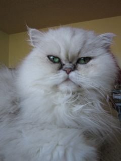 Cutest kitten pic 02