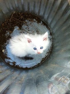 Cutest kitten pic 02