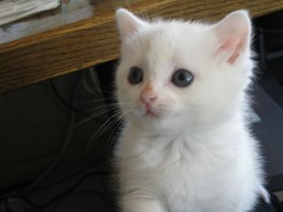 Cutest kitten pic 01