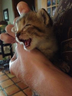 Cutest kitten pic 01