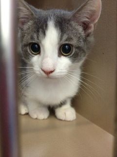 Cutest kitten pic 02