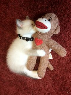 Cutest kitten pic 01