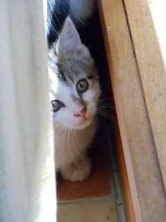 Cutest kitten pic 02