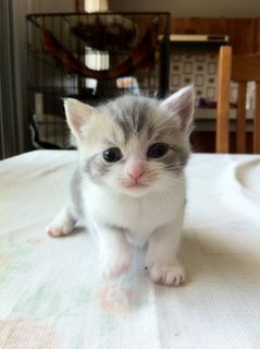 Cutest kitten pic 01