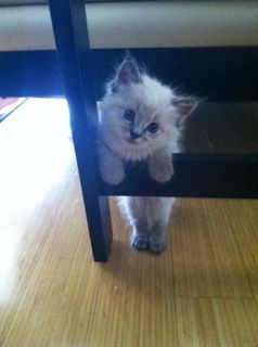 Cutest kitten pic 01