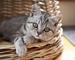 Cutest kitten pic 01