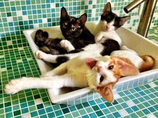 Click on the image to see another cute kitten photo