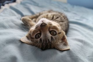 Click on the image to see another cute kitten photo