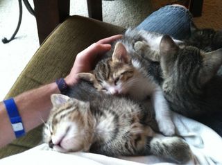 Cutest kitten pic 01
