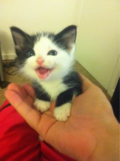 Cutest kitten pic 02