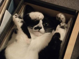Cutest kitten pic 01