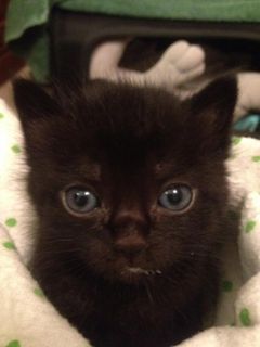 Click on the image to see another cute kitten photo