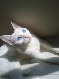 Cutest kitten pic 02