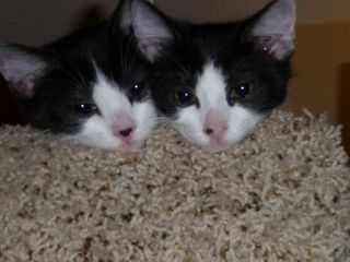 Cutest kitten pic 02