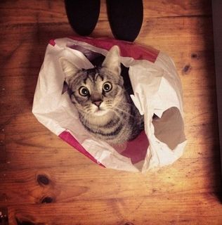 Cutest kitten pic 01