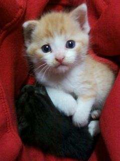 Cutest kitten pic 02