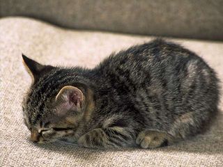Click on the image to see another cute kitten photo