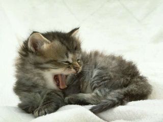 Cutest kitten pic 01