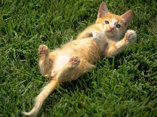 Cutest kitten pic 02