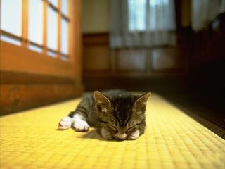 Cutest kitten pic 01