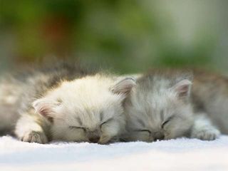 Cutest kitten pic 02