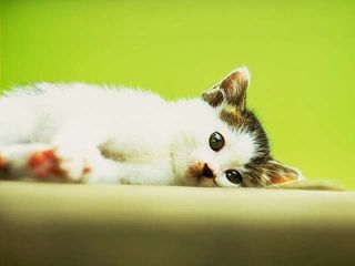 Cutest kitten pic 02