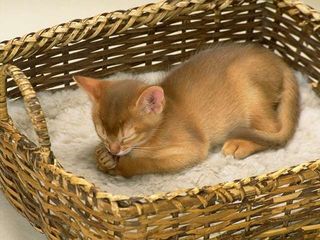 Cutest kitten pic 01