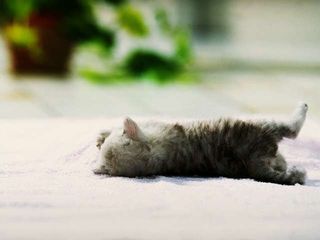 Cutest kitten pic 02