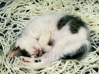 Cutest kitten pic 01
