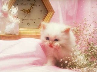 Cutest kitten pic 01