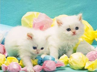 Cutest kitten pic 02