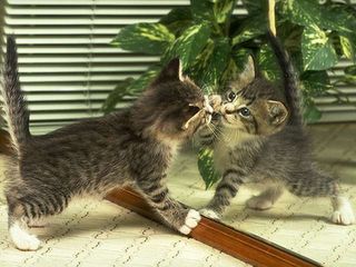 Click on the image to see another cute kitten photo