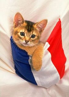 Cutest kitten pic 02