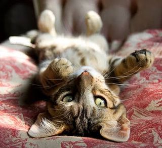 Cutest kitten pic 02