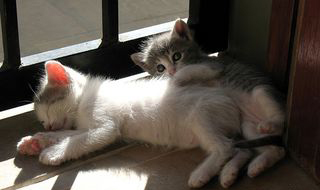 Cutest kitten pic 01