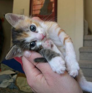 Click on the image to see another cute kitten photo